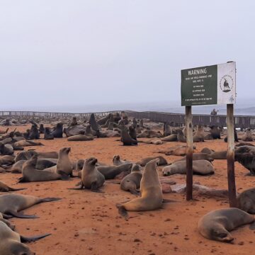 Hake association gets N$1.1m to address seal-fishery conflict