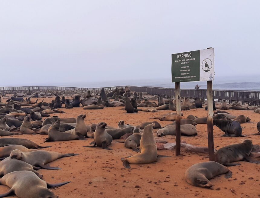 Hake association gets N$1.1m to address seal-fishery conflict