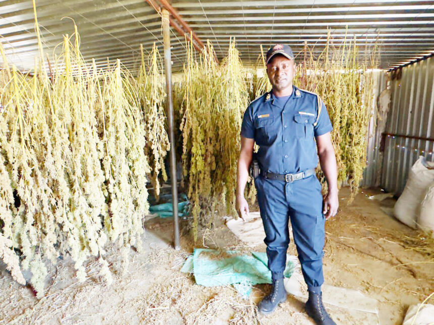 Four in court over Hochfeld cannabis plantation 