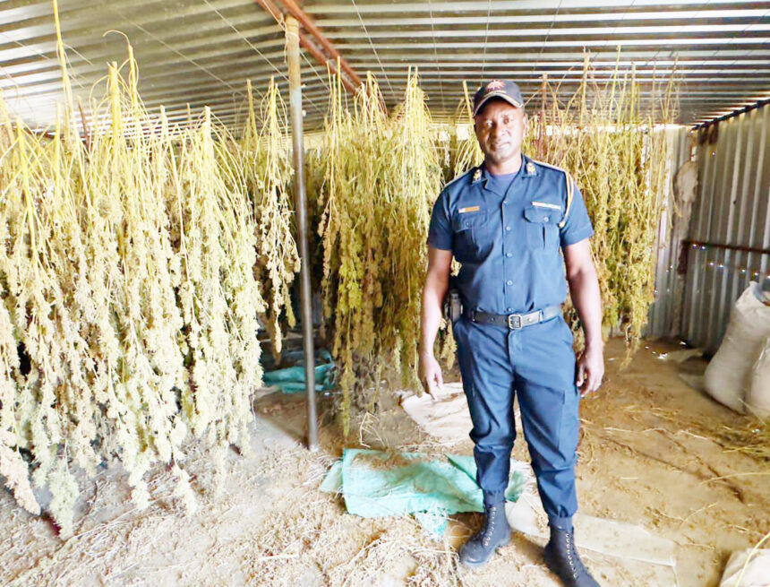 Hochfeld cannabis Oshibofa shepya lepangwe shaundulilwa komesho