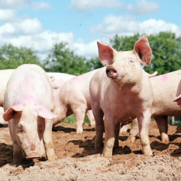 Local abattoirs slaughter over 4 000 pigs …as market remains unstable  