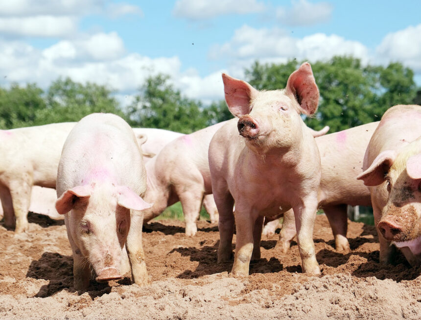 Nam Cattle Local abattoirs slaughter over 4 000 pigs …as market remains unstable