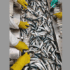 Zaamwani flags deliberate pilchard bycatch 