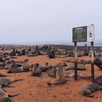 Public urged to steer clear of seals amid rabies discovery