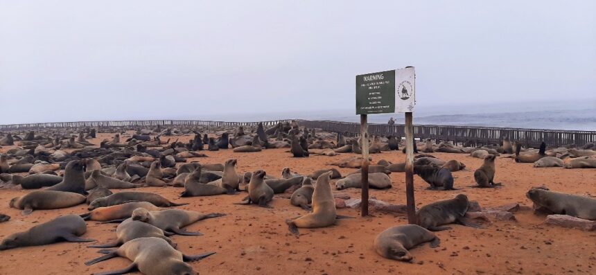 Public urged to steer clear of seals amid rabies discovery