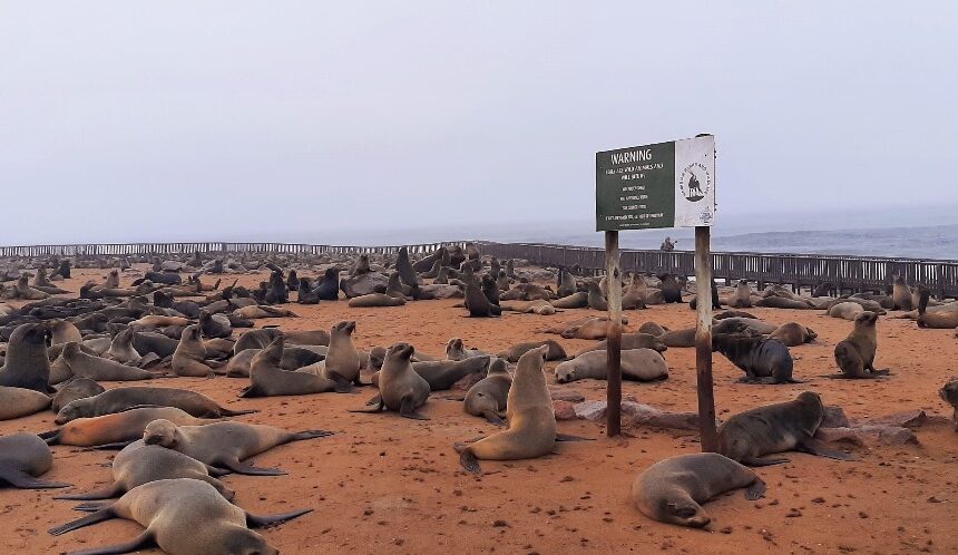 Rabies Public urged to steer clear of seals amid rabies discovery