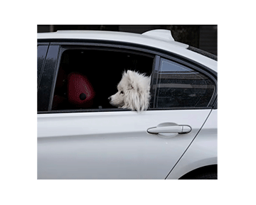 Iran expands dog walking ban