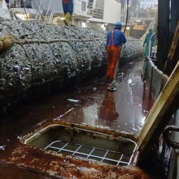 Illegal pilchards fishing by vessel slammed