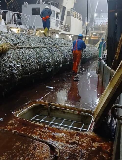Illegal pilchards fishing by vessel slammed