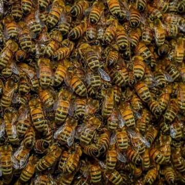 Bees go beserk in Epalela  … 20 left picking out stings in hospital 