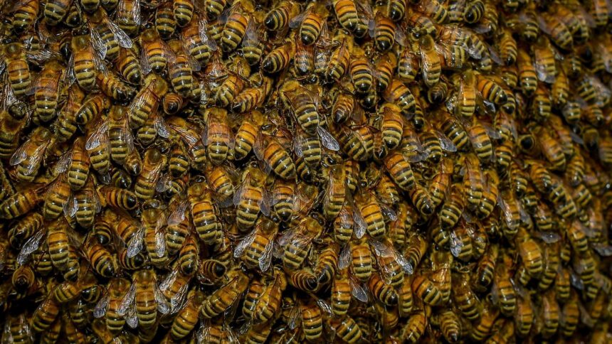 Bees go beserk in Epalela  … 20 left picking out stings in hospital 