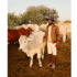 Landless farmer’s survival in limbo …finds grazing in Grootfontein