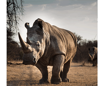 rhino Private rhino owners step up security …as Namibia records 15 rhino poaching cases in 2025