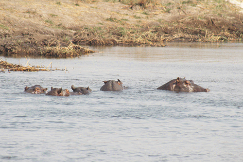 Hippo attacks teenagers at Kasivi 
