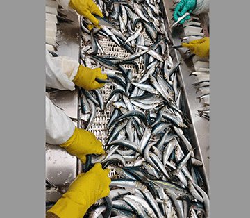 Zaamwani flags deliberate pilchard bycatch 