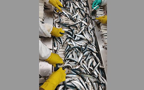 Zaamwani flags deliberate pilchard bycatch 