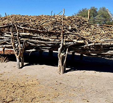 bamper-harvest Omumvo gweloolo …aanamapya ya mona eteyo ewanawa
