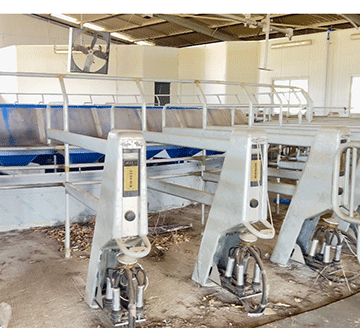 Uvhungu-vungu dairy farm resurrected 