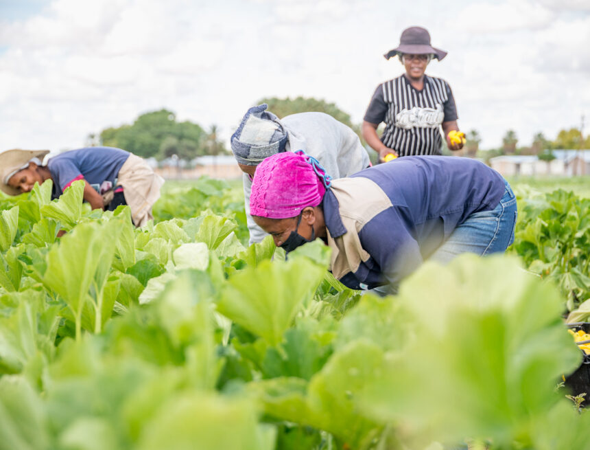Farmers’ Kraal with Hanks Saisai – Building a robust, sustainable farming business
