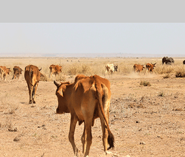 Farmers’ Kraal with Erastus Ngaruka – Basic considerations for the dry season