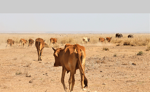 Farmers’ Kraal with Erastus Ngaruka – Basic considerations for the dry season