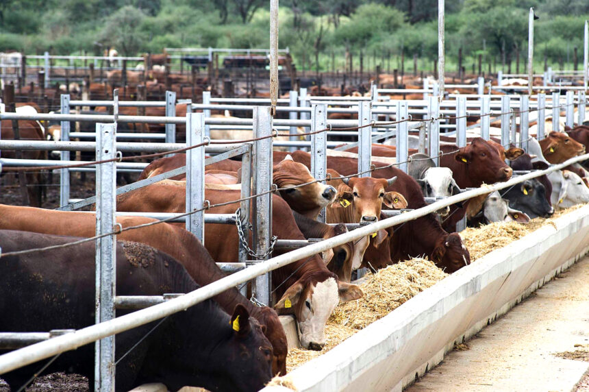 Meatco Cattle Ngurare enters Meatco’s kraal