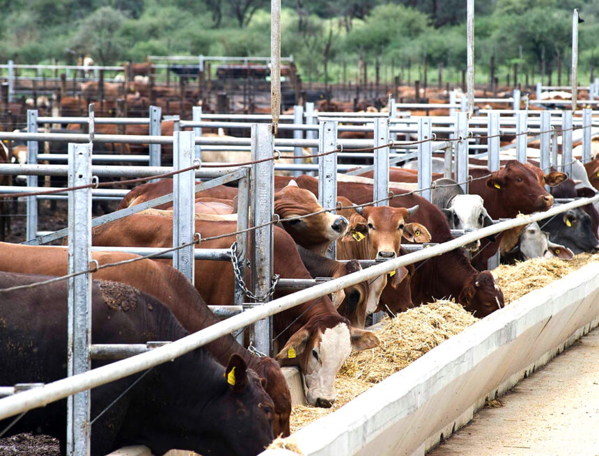 Ngurare enters Meatco’s kraal