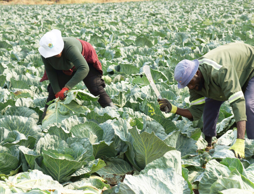 Namibia breaks hunger chains … govt’s drought efforts lauded