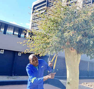 Ntema Know Your Civil Servant – Ntema: Trimming and pruning Windhoek’s driveways