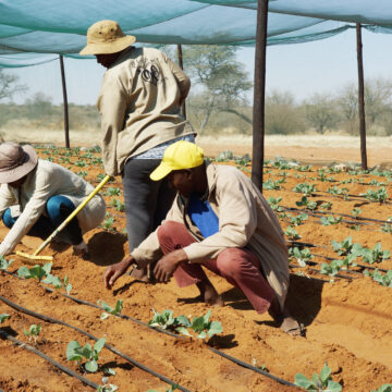 Farm Nuwe Hoop: An oasis for Omaheke’s most downtrodden