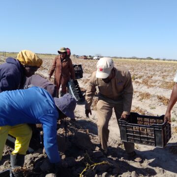 Faith like potatoes ….Ondonga pins hope on harvest 