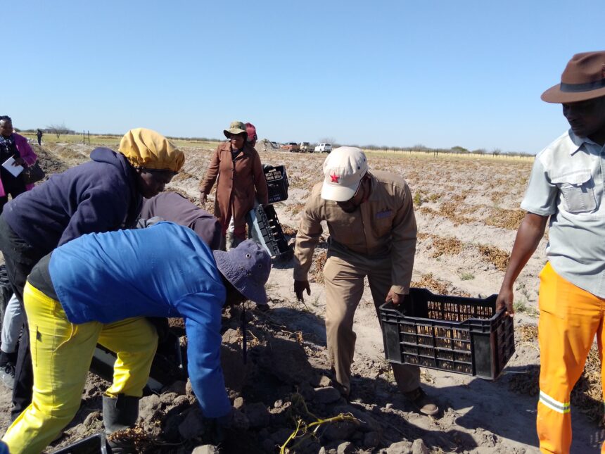 Faith like potatoes ….Ondonga pins hope on harvest 