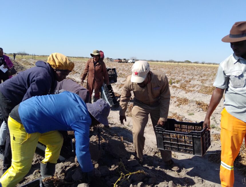 Faith like potatoes ….Ondonga pins hope on harvest 