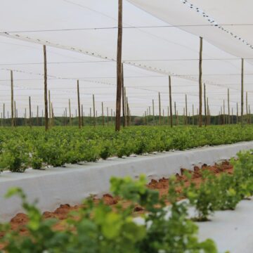 Standard Bank pumps NS40m in blueberries