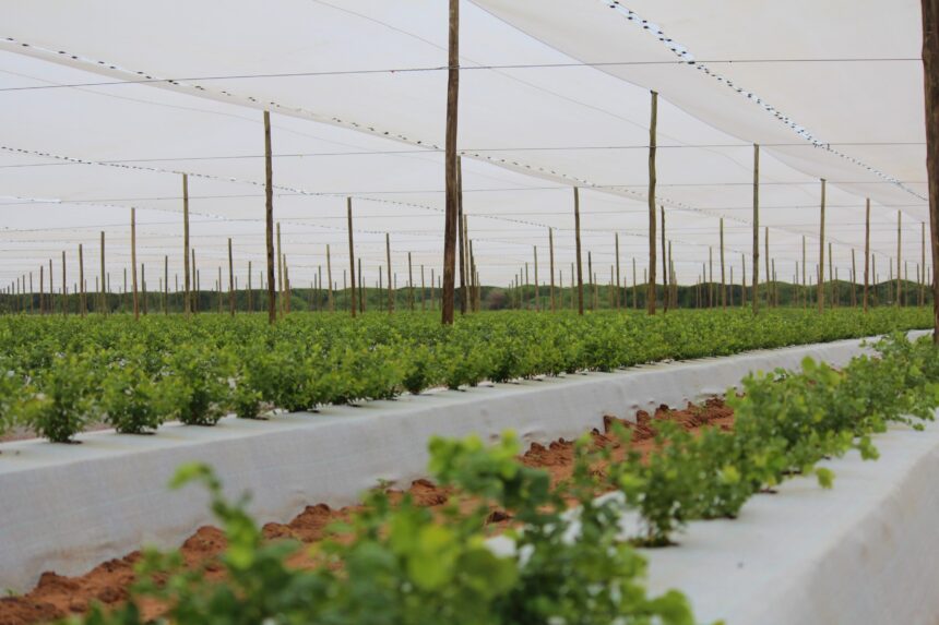 Standard Bank pumps NS40m in blueberries