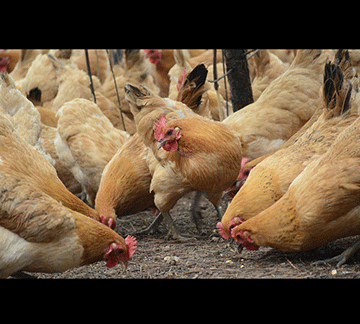 Nam poultry between rock, hard place 
