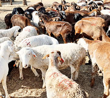 China-Namibia-export Nam-China meat export takes shape
