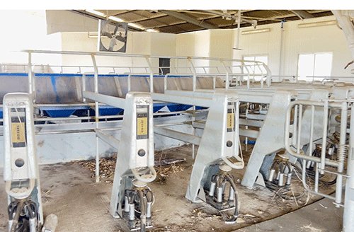 Uvhungu-vungu dairy farm resurrected 
