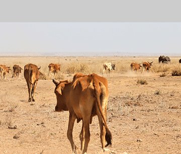 Farmers’ Kraal with Erastus Ngaruka – Basic considerations for the dry season