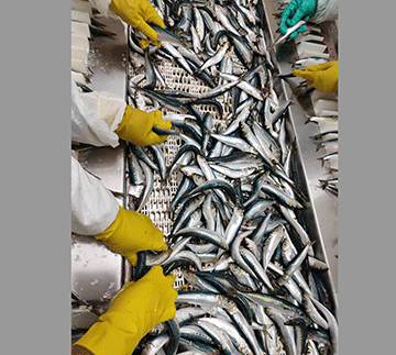 Pilcahrd-3 Cabinet approves pilchard quota