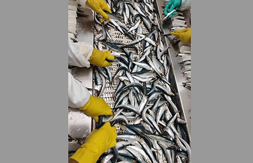 Cabinet approves pilchard quota