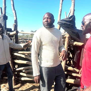 Lions terrorise Ngonga