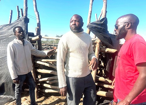 Lions terrorise Ngonga