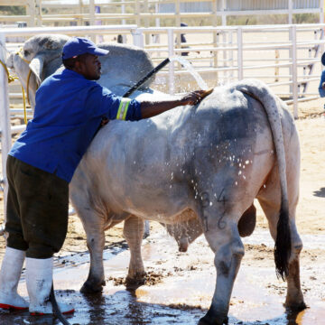 Farmers deliver superior quality at Aminuis show …food security emphasised 