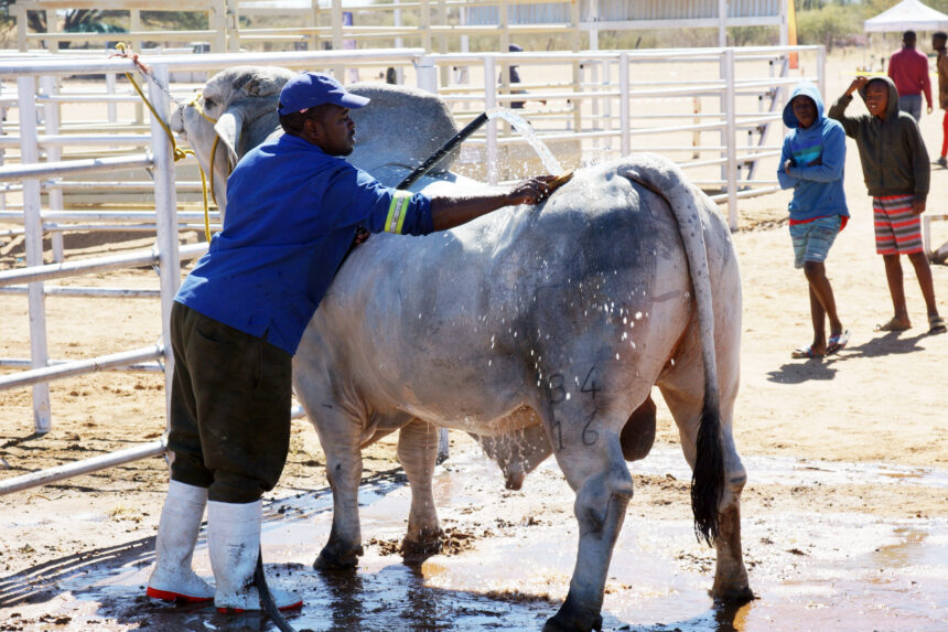 Farmers deliver superior quality at Aminuis show …food security emphasised 