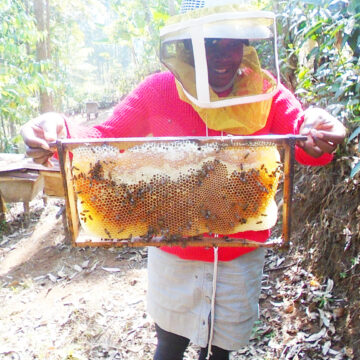 Rwanda bees being wiped out by pesticides
