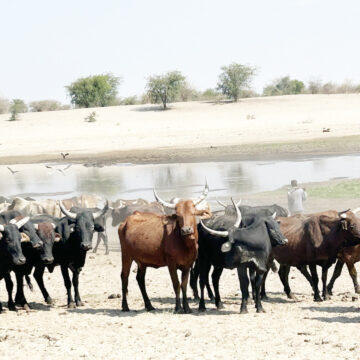 Govt launches feedlot at Etunda …ongoing projects