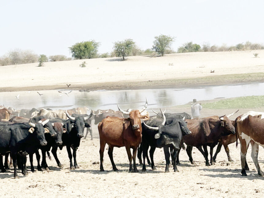 Govt launches feedlot at Etunda …ongoing projects