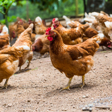 Farmers’ Kraal with Hanks Saisai – Fully understanding layer hens 