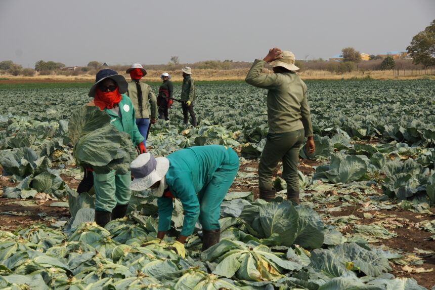 Farmers’ Kraal with Hanks Saisai – Basic mistakes most farmers make